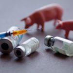 Illigal, fake and not approved ASF vaccines in China