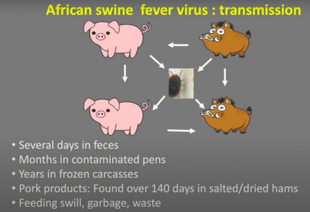 how long does asf virus live